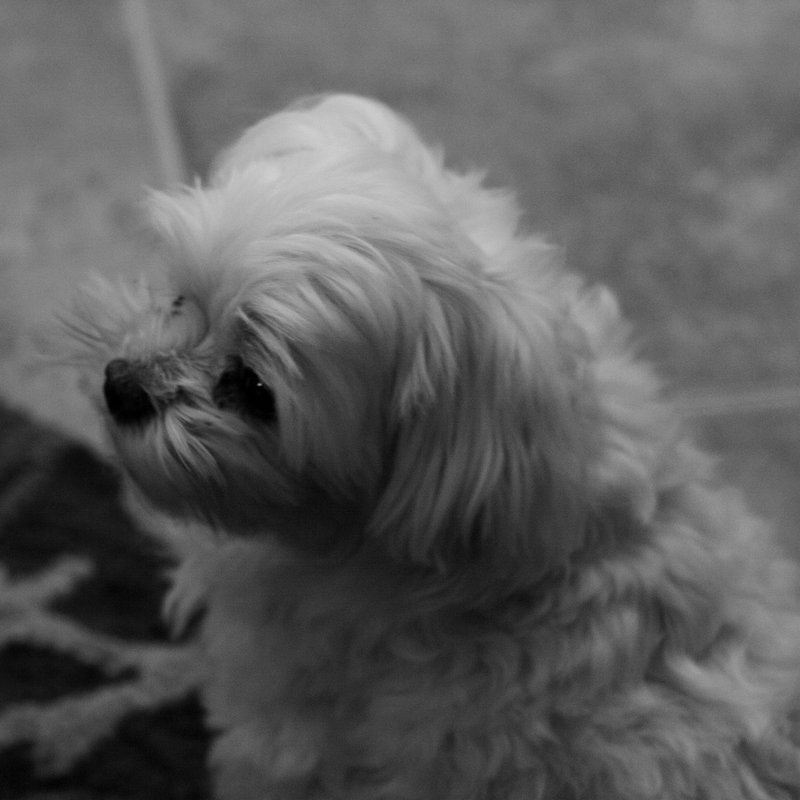 Black and white portrait of a fluffy dog